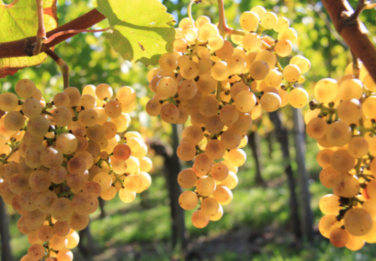 Vin du Jurançon en Béarn Pyrénées