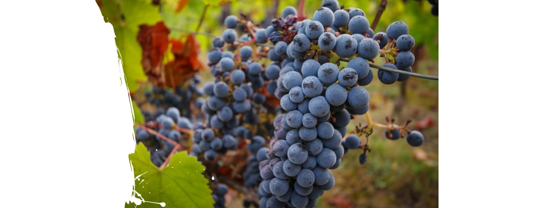 Vignoble : AOC en Béarn Pyrénées